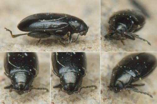 Phyllotreta atra
